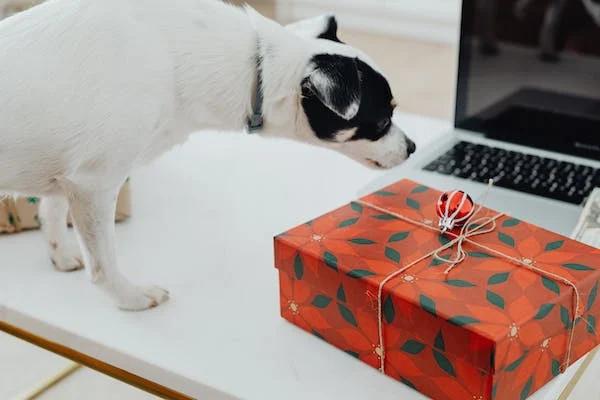 gifts for pets