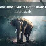 Honeymoon Safari