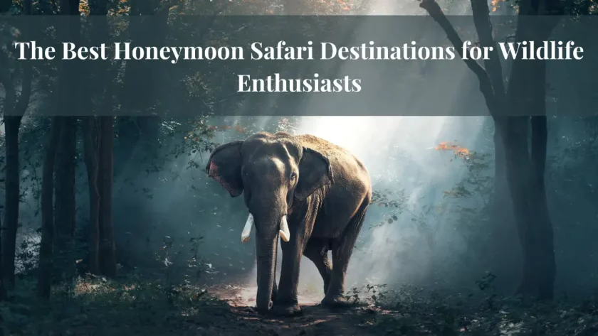 Honeymoon Safari